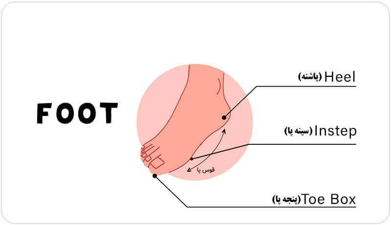 راهنمای کامل شناخت قسمت‌های مختلف پا و انتخاب کفش مناسب😊