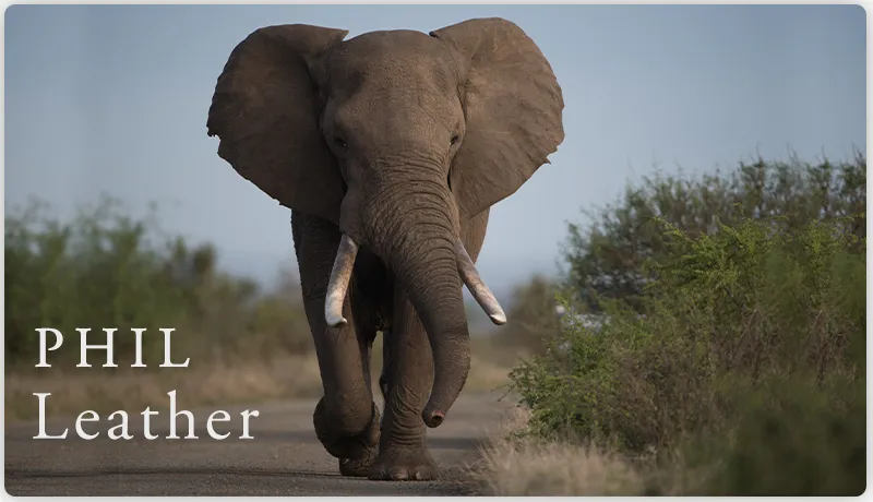 چرا فیل بهترین نماد برای یک برند چرم طبیعی است؟ روایت چرم فیل از قدرت و ماندگاری🐘